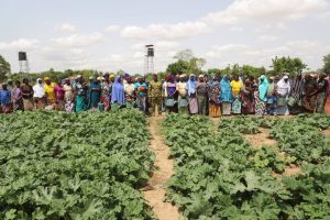 Résilience : À Fada N'Gourma, des périmètres agricoles redonnent espoir aux populations déplacées